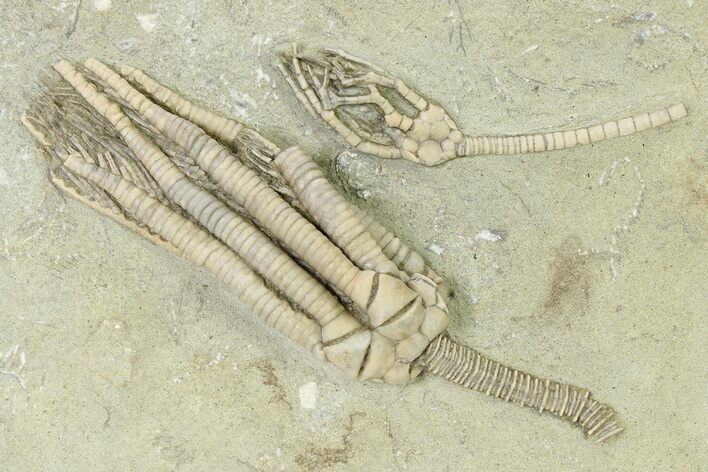 Fossil Crinoid Plate (Two Species) - Crawfordsville, Indiana #325654